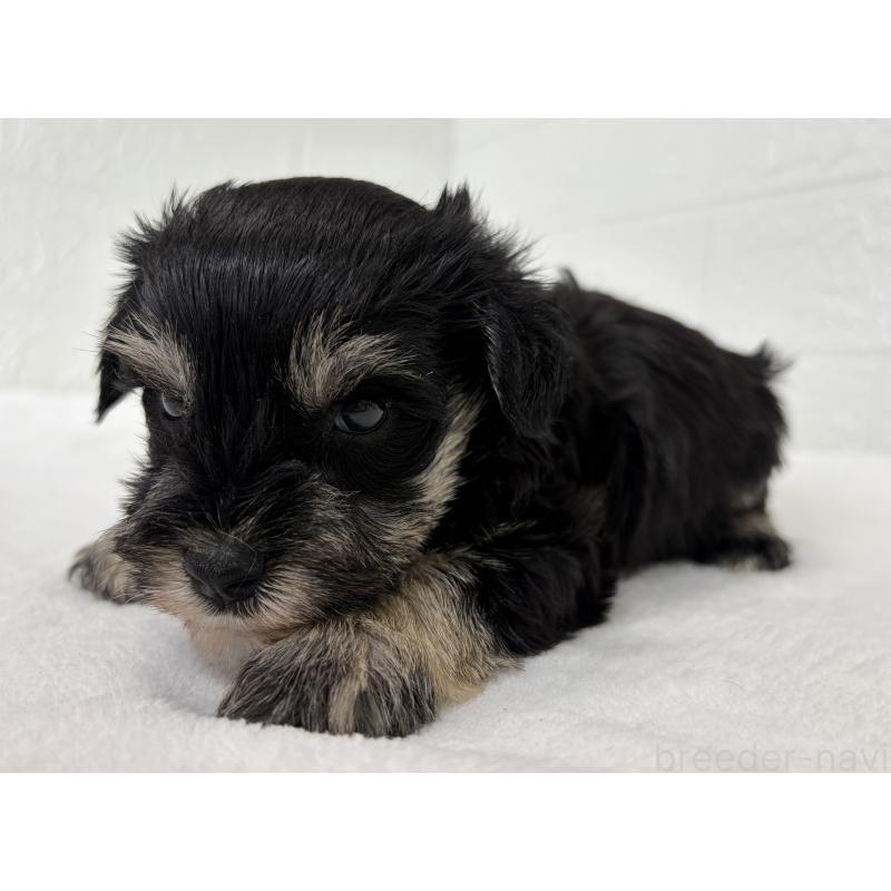 販売中の埼玉県のミニチュアシュナウザー-449111の6枚目