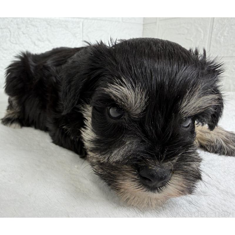 販売中の埼玉県のミニチュアシュナウザー-449111の4枚目