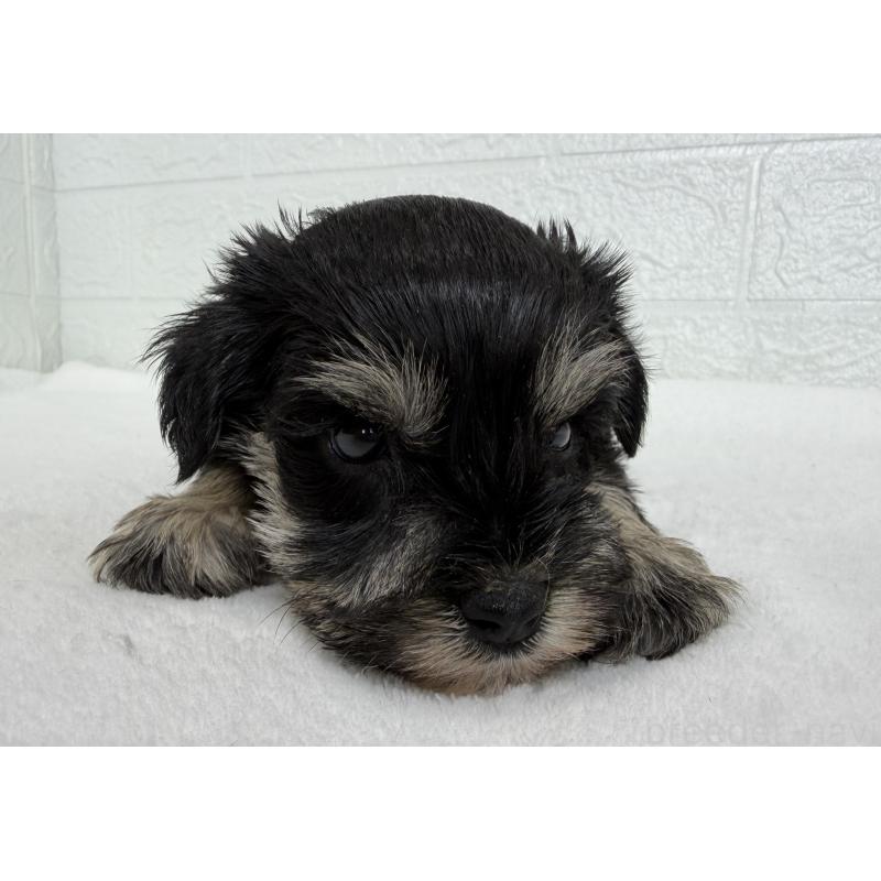 販売中の埼玉県のミニチュアシュナウザー-449111の3枚目