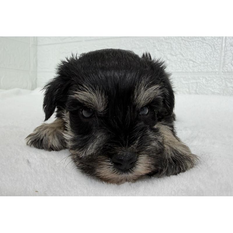 販売中の埼玉県のミニチュアシュナウザー-449111の2枚目