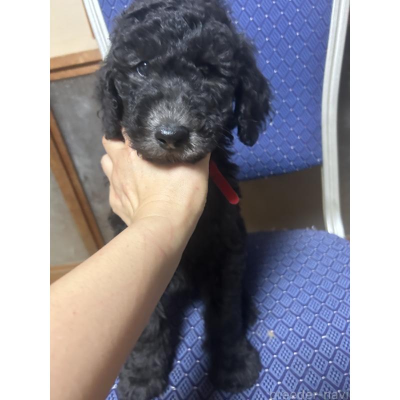 販売中の愛知県のスタンダードプードル-449112