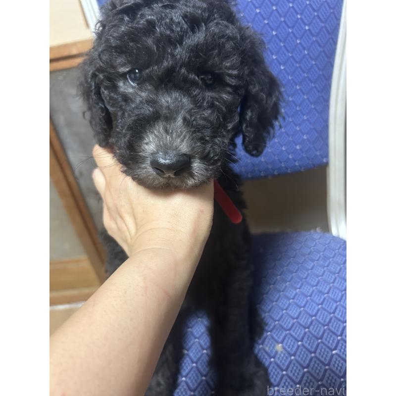 販売中の愛知県のスタンダードプードル-449112の7枚目