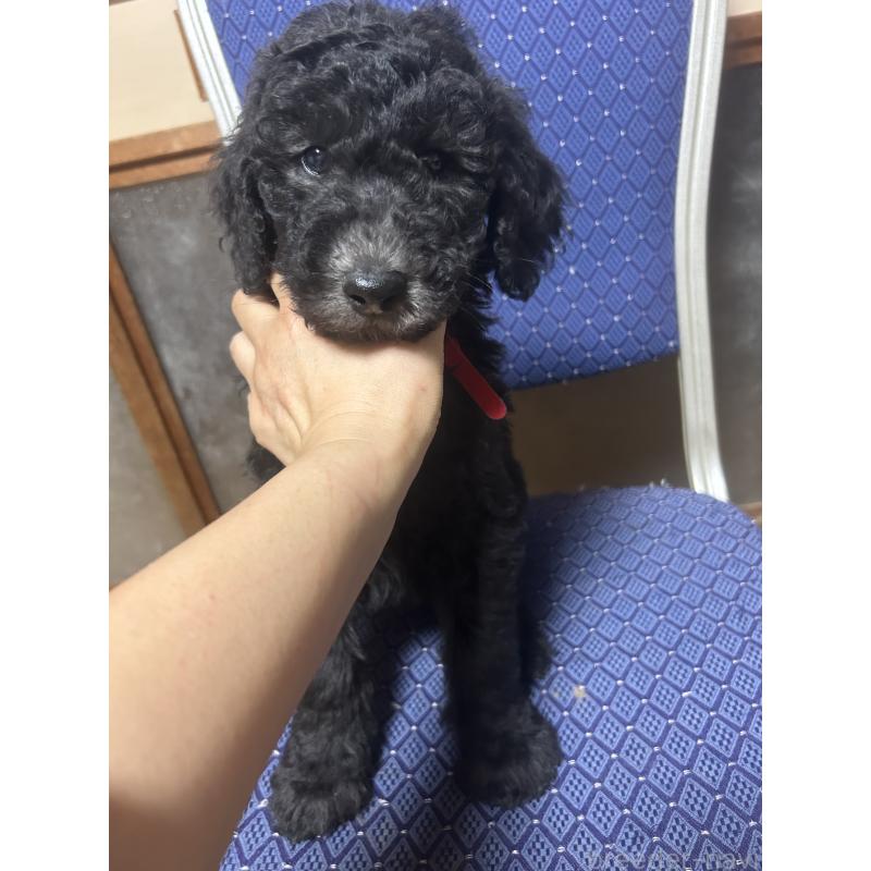 販売中の愛知県のスタンダードプードル-449112の6枚目