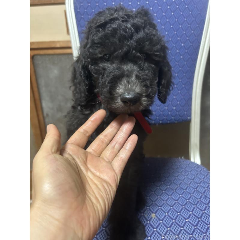 販売中の愛知県のスタンダードプードル-449112の5枚目