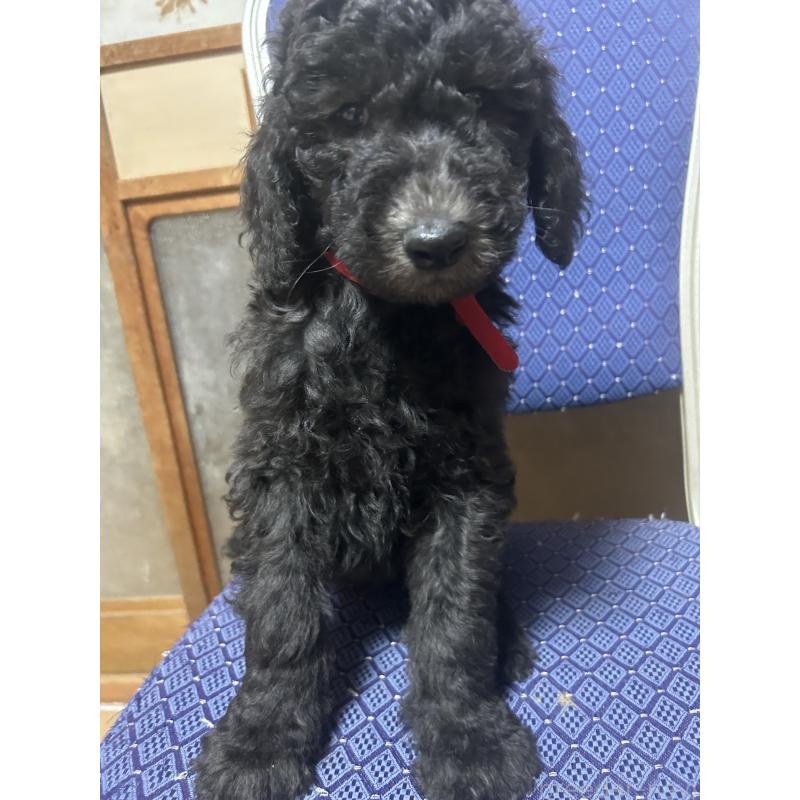 販売中の愛知県のスタンダードプードル-449112の3枚目