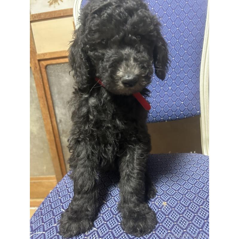 販売中の愛知県のスタンダードプードル-449112の2枚目