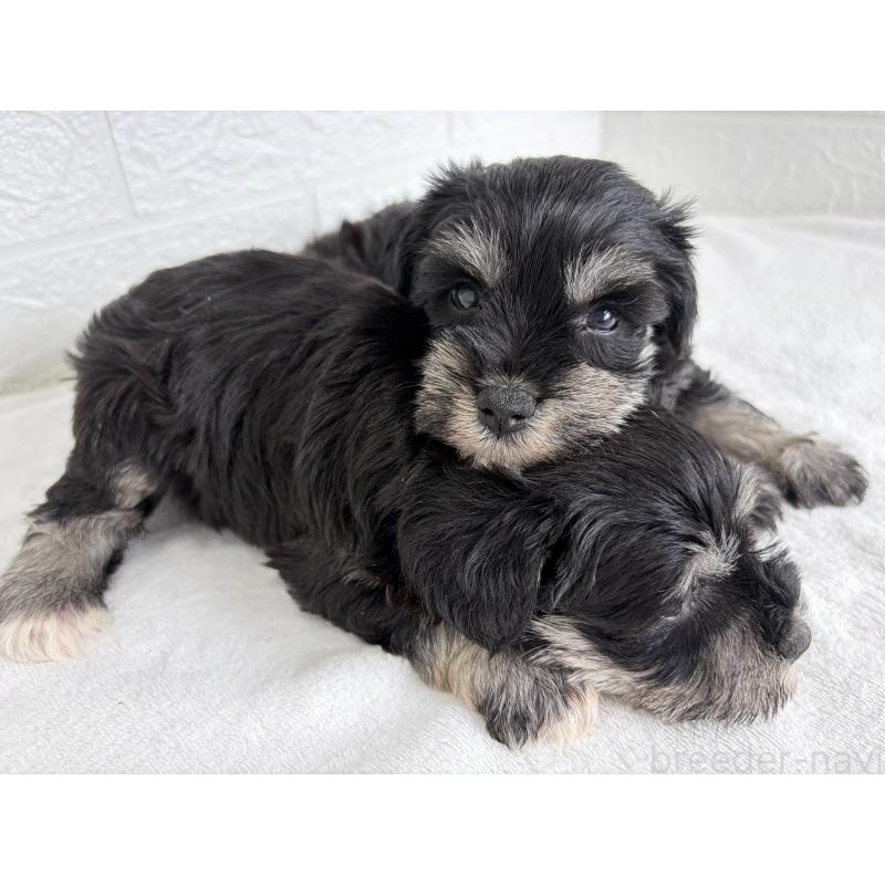 販売中の埼玉県のミニチュアシュナウザー-449115の11枚目