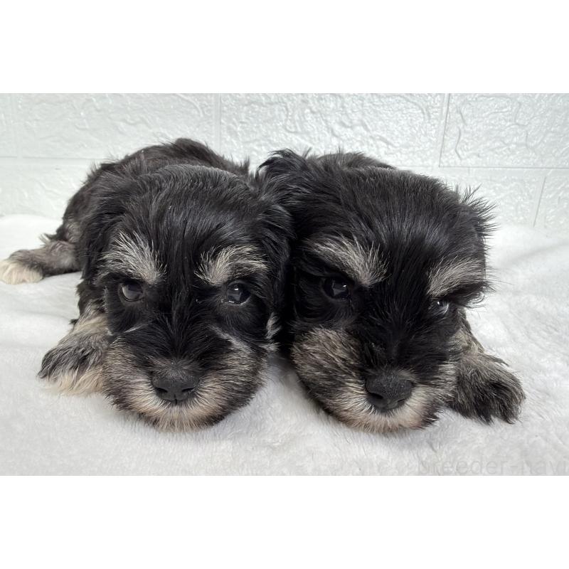 販売中の埼玉県のミニチュアシュナウザー-449115の10枚目