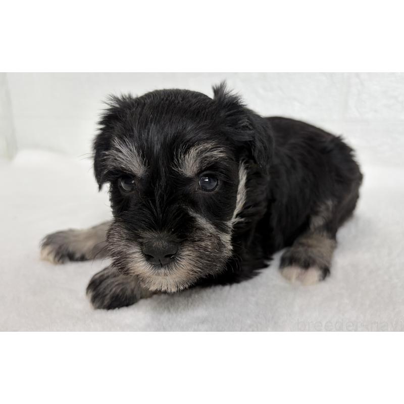 販売中の埼玉県のミニチュアシュナウザー-449115の7枚目