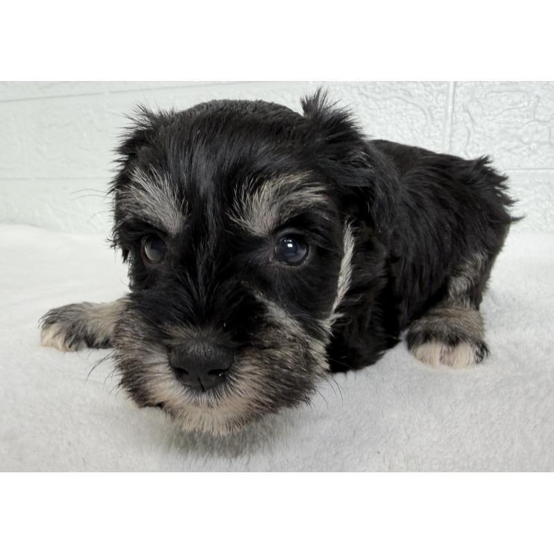 販売中の埼玉県のミニチュアシュナウザー-449115の6枚目