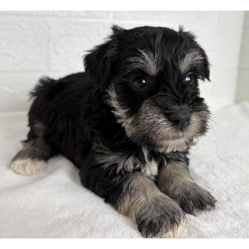 販売中の埼玉県のミニチュアシュナウザー-449115の3枚目