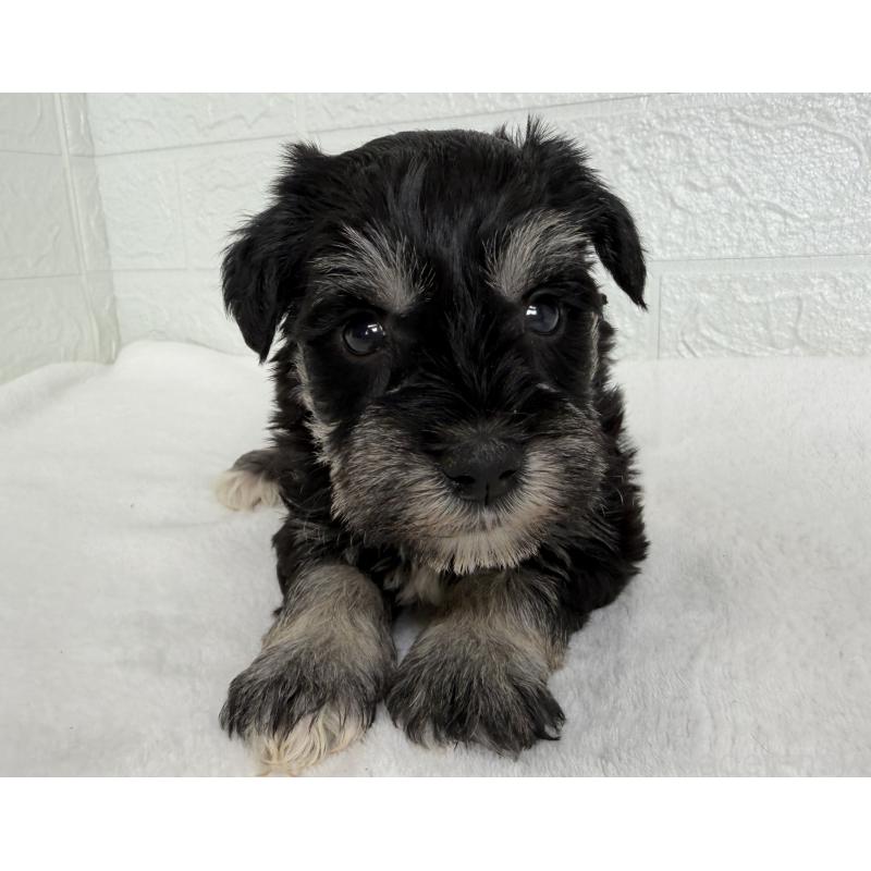 販売中の埼玉県のミニチュアシュナウザー-449115の2枚目