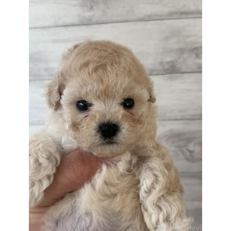 販売中の三重県のティーカッププードル-449113の4枚目