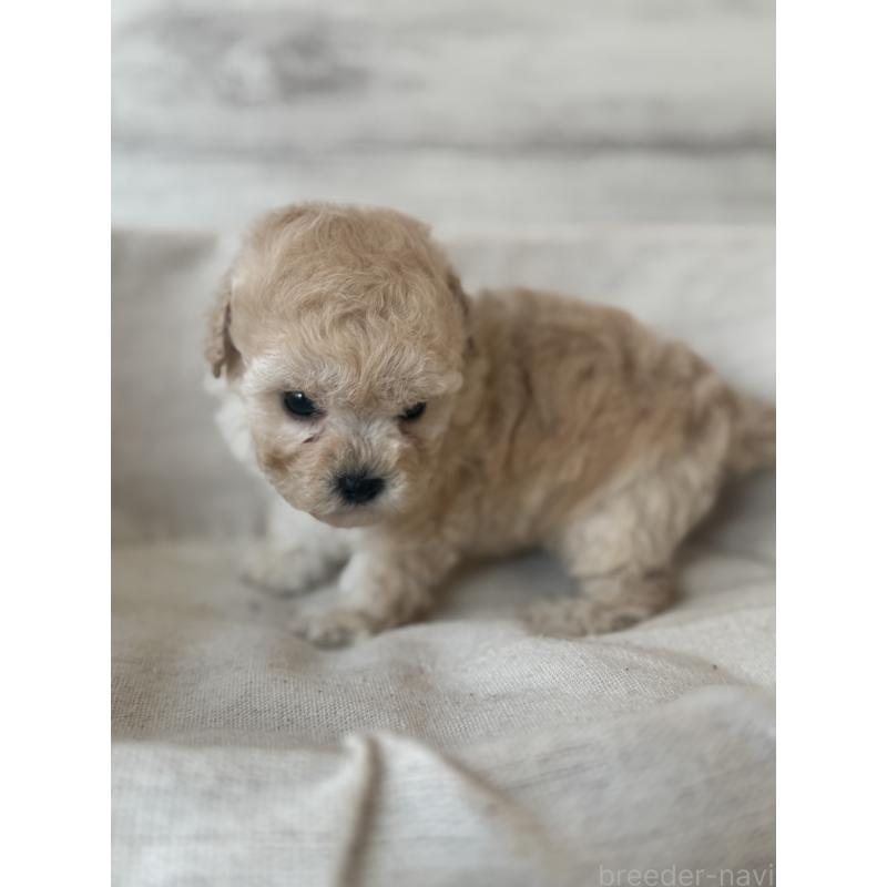 販売中の三重県のティーカッププードル-449113の3枚目