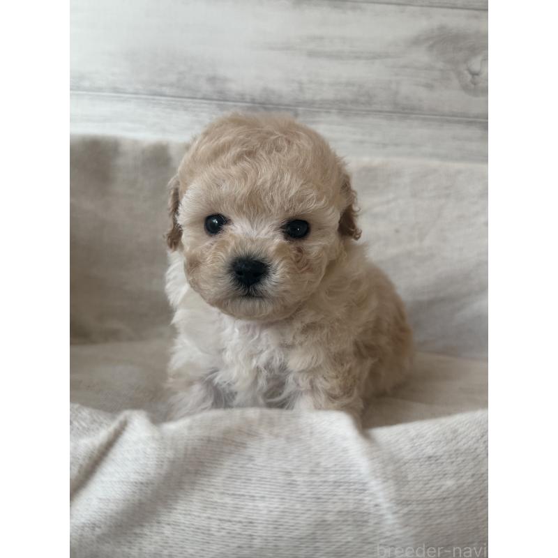 販売中の三重県のティーカッププードル-449113の2枚目