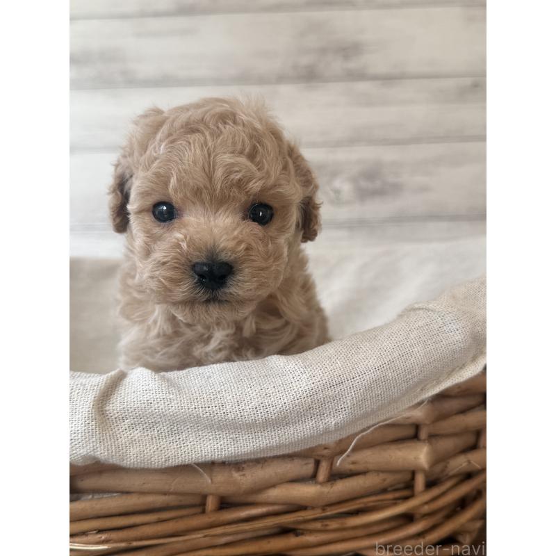 販売中の三重県のティーカッププードル-449114の3枚目