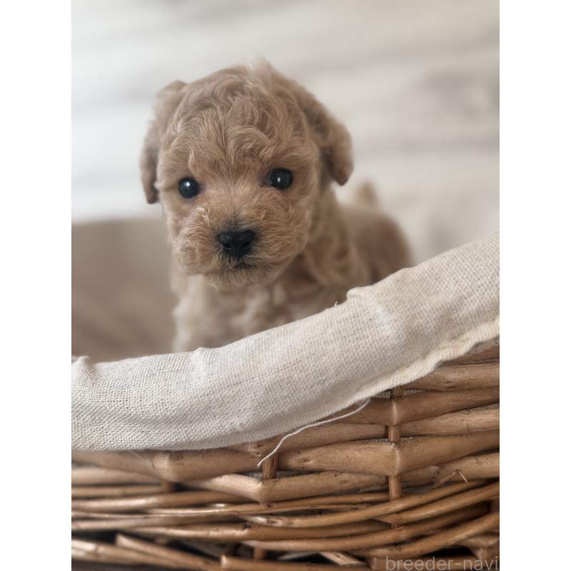 販売中の三重県のティーカッププードル-449114の2枚目