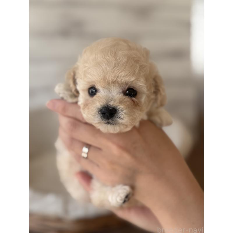 販売中の三重県のティーカッププードル-449116の2枚目