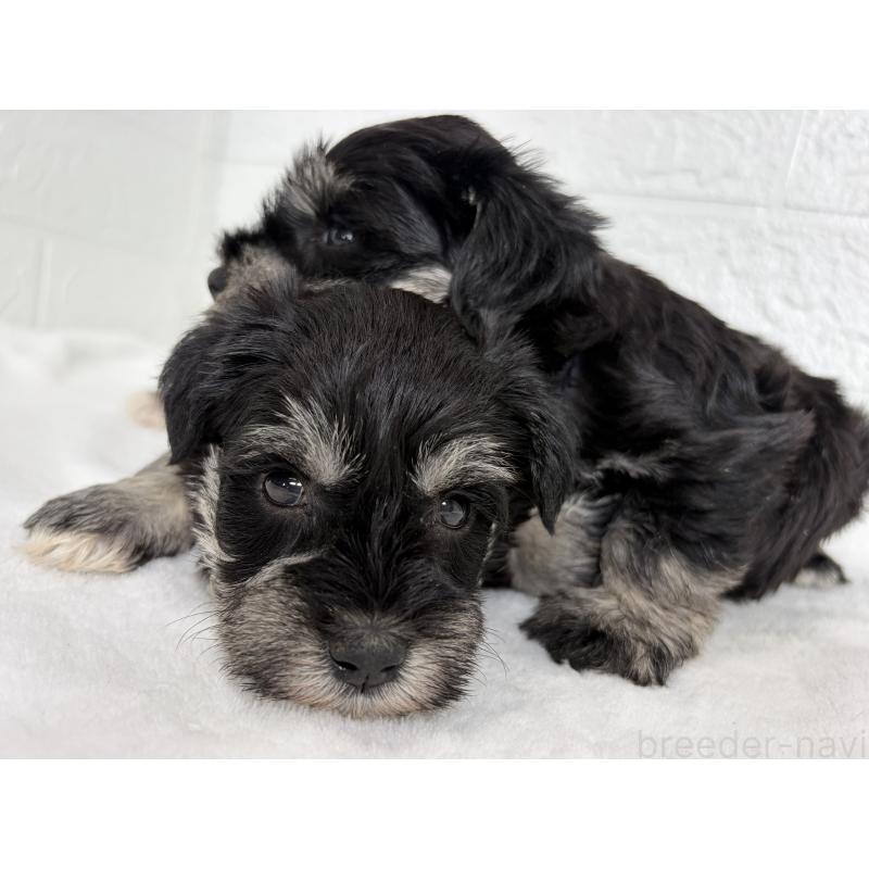 販売中の埼玉県のミニチュアシュナウザー-449117の11枚目