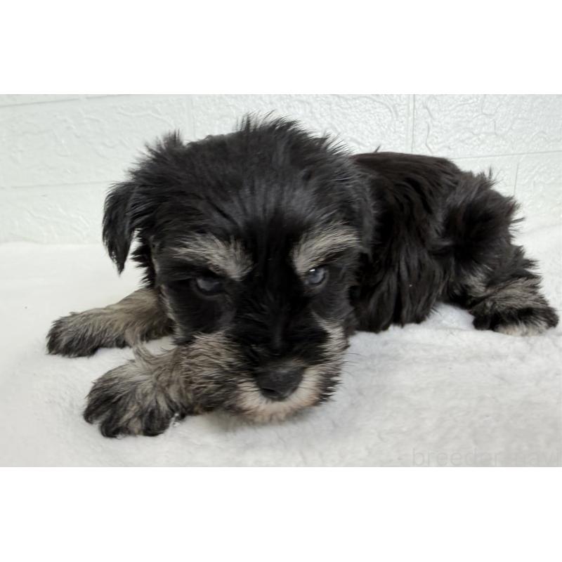 販売中の埼玉県のミニチュアシュナウザー-449117の7枚目