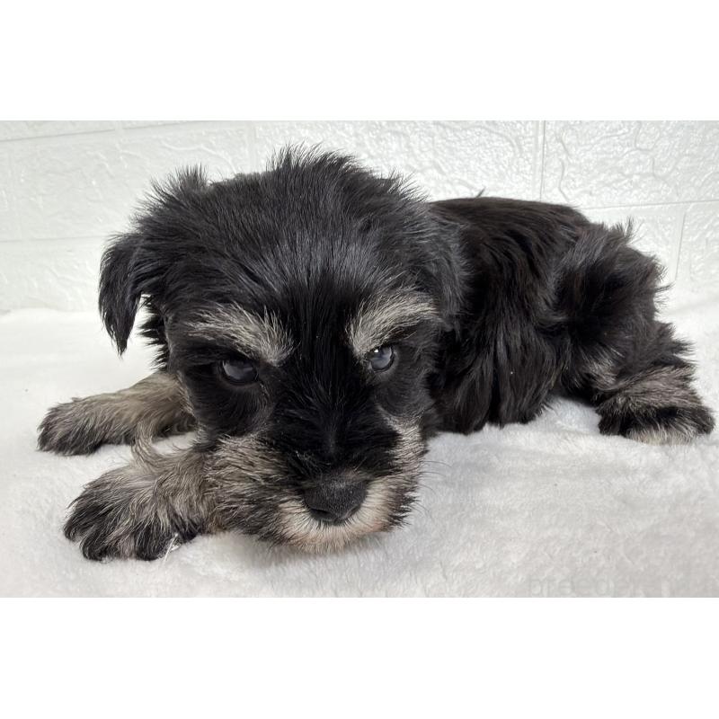 販売中の埼玉県のミニチュアシュナウザー-449117の6枚目