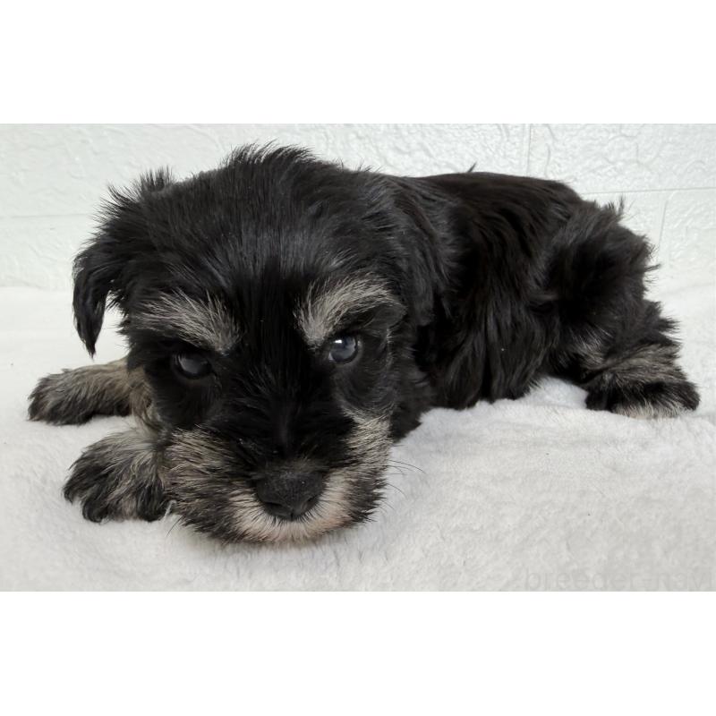 販売中の埼玉県のミニチュアシュナウザー-449117の5枚目