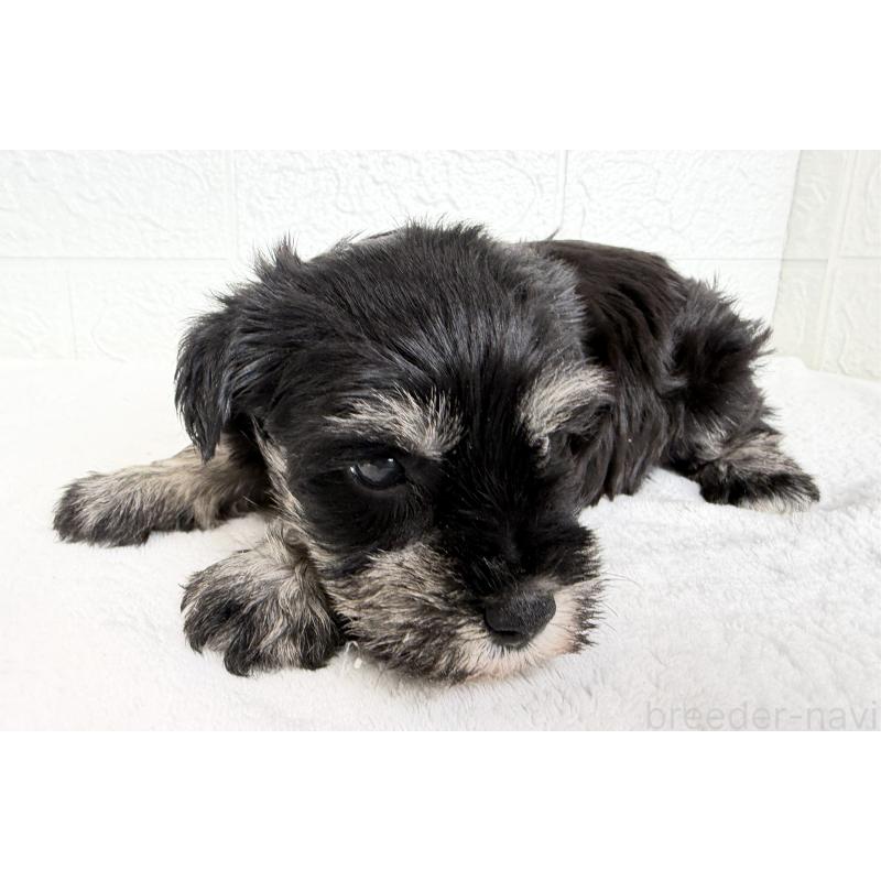 販売中の埼玉県のミニチュアシュナウザー-449117の4枚目