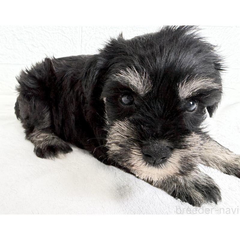 販売中の埼玉県のミニチュアシュナウザー-449117の3枚目