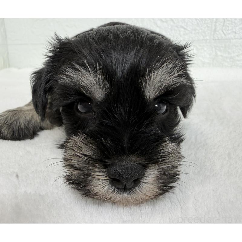 販売中の埼玉県のミニチュアシュナウザー-449117の2枚目