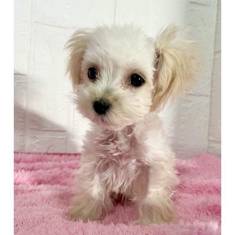 販売中の北海道のマルプー:マルチーズ×トイプードル-430326の10枚目