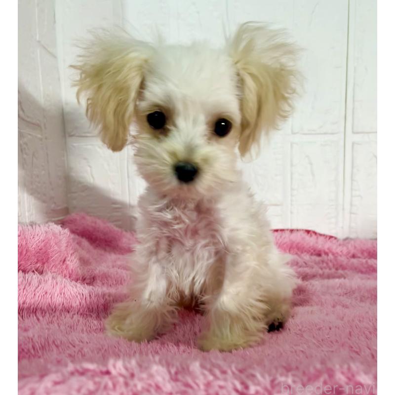 販売中の北海道のマルプー:マルチーズ×トイプードル-430326の9枚目