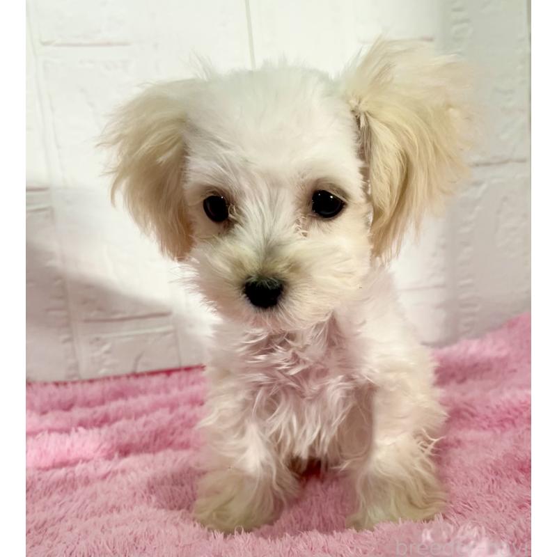 販売中の北海道のマルプー:マルチーズ×トイプードル-430326の8枚目