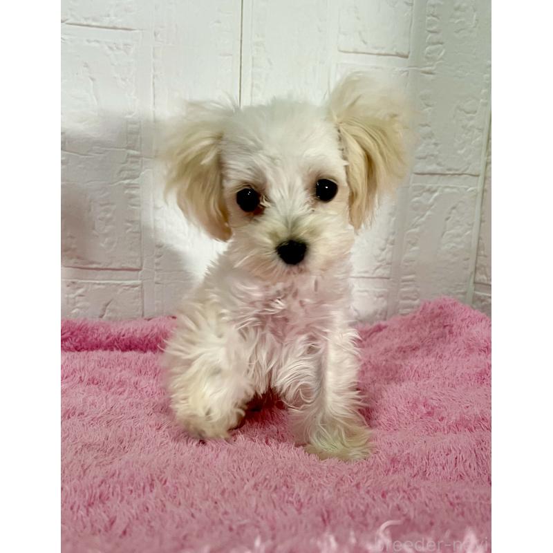 販売中の北海道のマルプー:マルチーズ×トイプードル-430326の7枚目