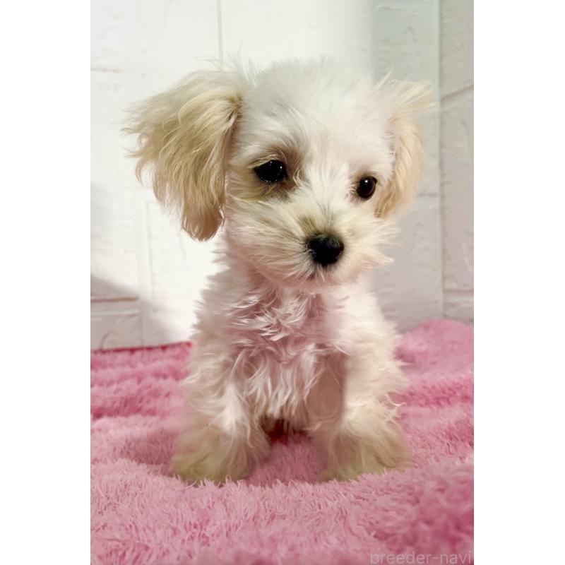 販売中の北海道のマルプー:マルチーズ×トイプードル-430326の6枚目