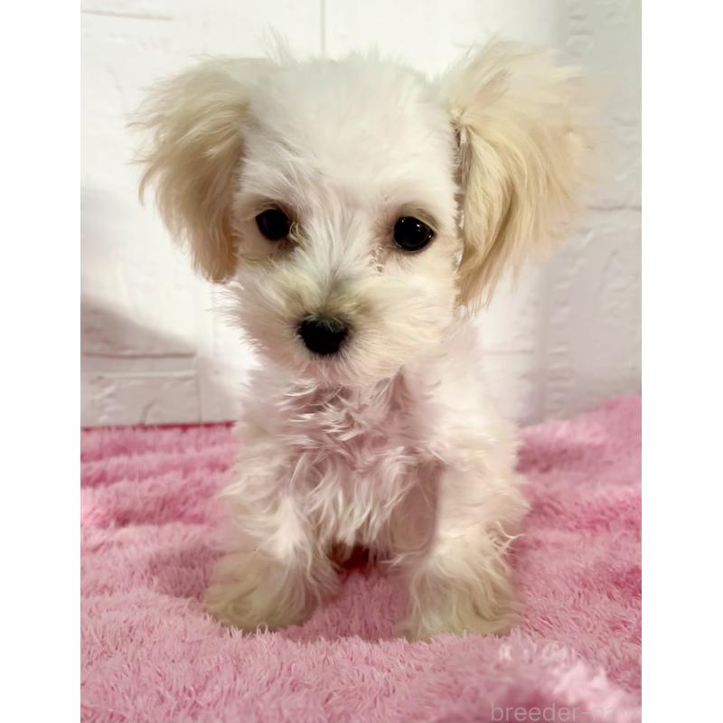 販売中の北海道のマルプー:マルチーズ×トイプードル-430326の4枚目
