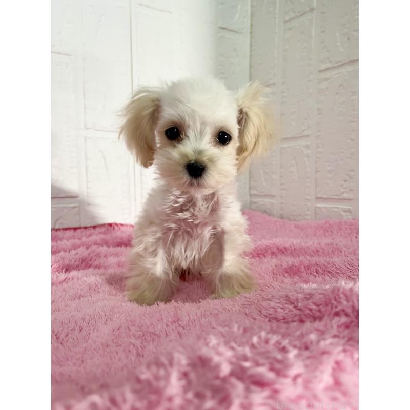 販売中の北海道のマルプー:マルチーズ×トイプードル-430326の3枚目