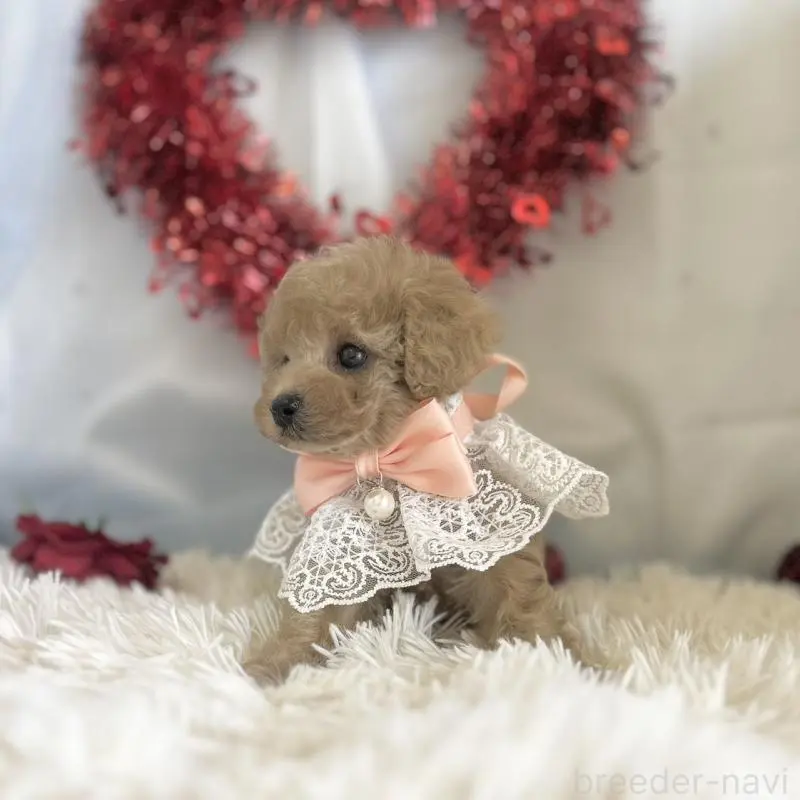 販売中の愛知県のタイニープードル-449118の5枚目