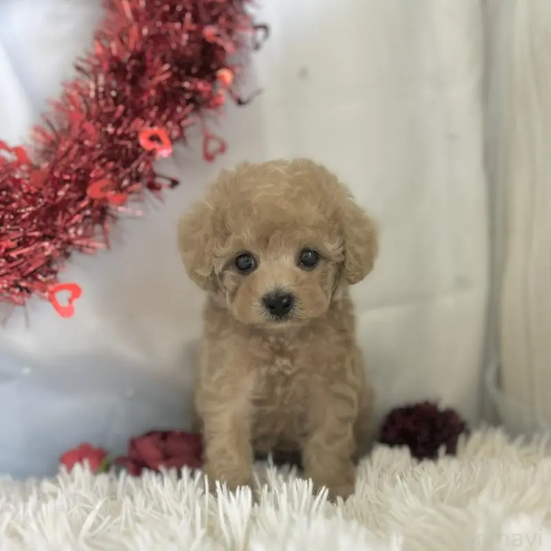 販売中の愛知県のタイニープードル-449118の4枚目