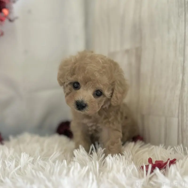 販売中の愛知県のタイニープードル-449118の2枚目