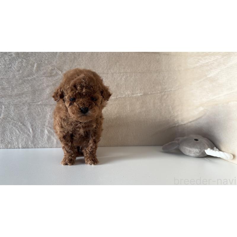 販売中の愛知県のタイニープードル-449119の5枚目