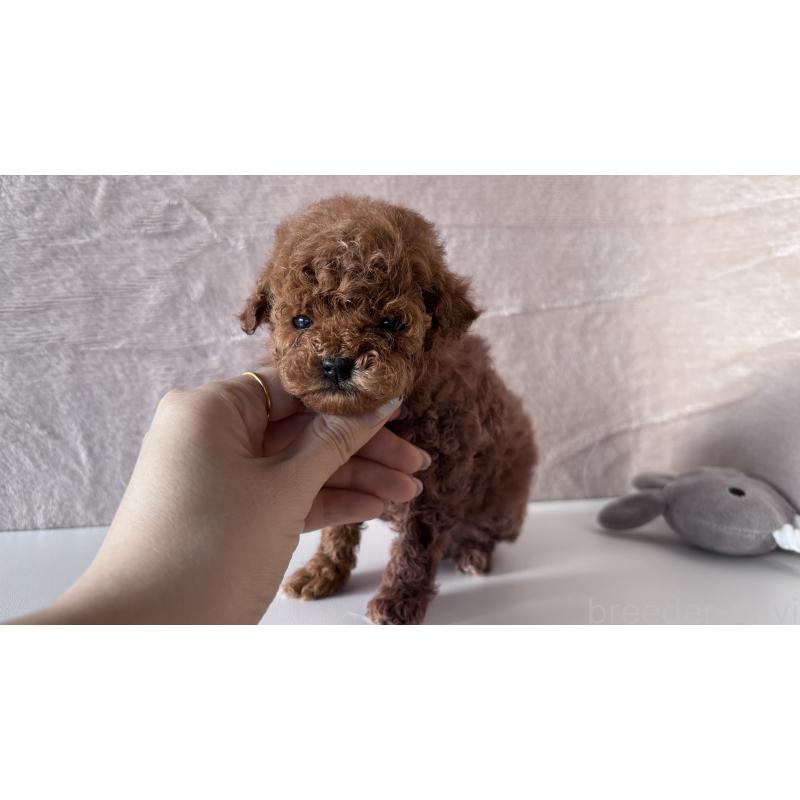 販売中の愛知県のタイニープードル-449119の4枚目