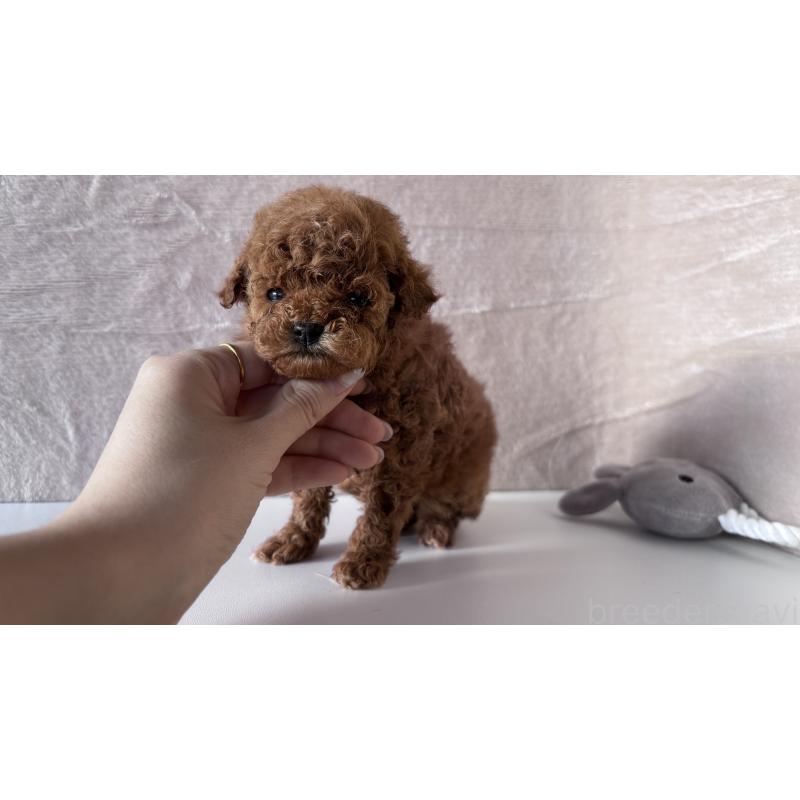 販売中の愛知県のタイニープードル-449119の3枚目