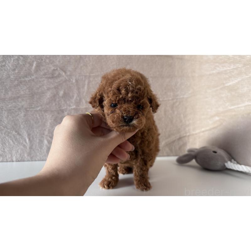 販売中の愛知県のタイニープードル-449119の2枚目