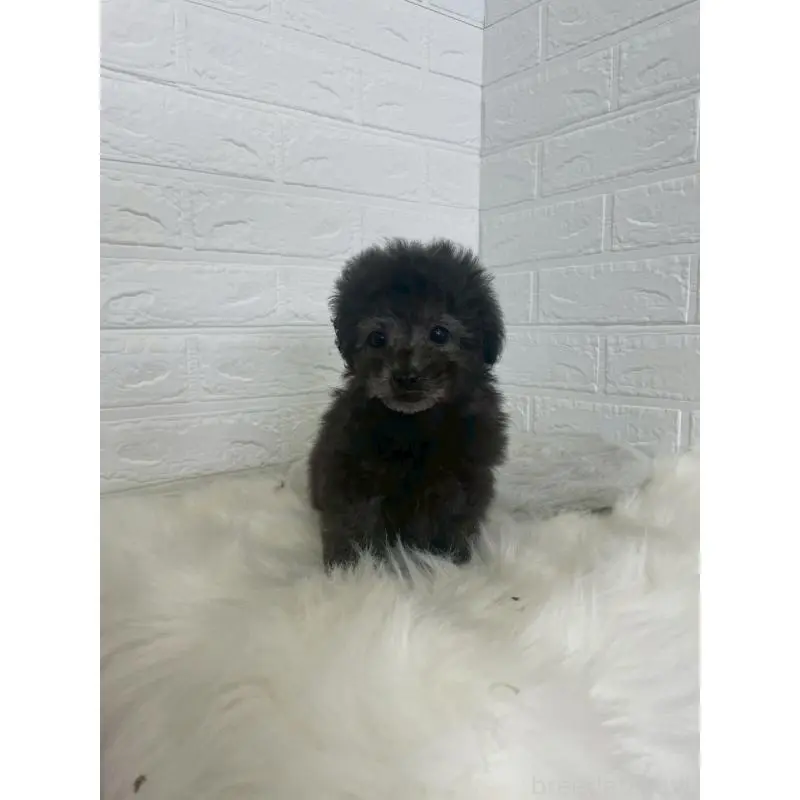 販売中の東京都のタイニープードル-449120の18枚目