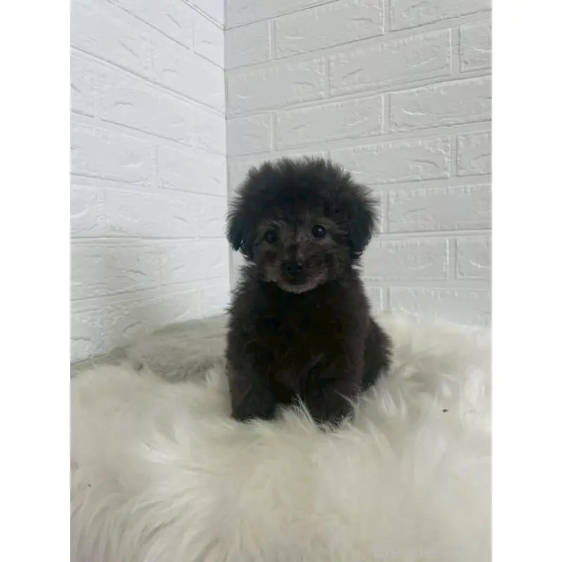 販売中の東京都のタイニープードル-449120の17枚目