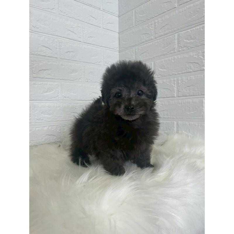 販売中の東京都のタイニープードル-449120の16枚目