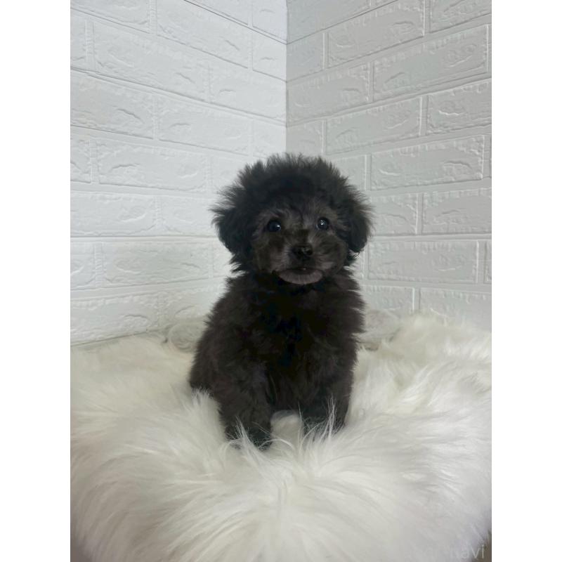 販売中の東京都のタイニープードル-449120の15枚目