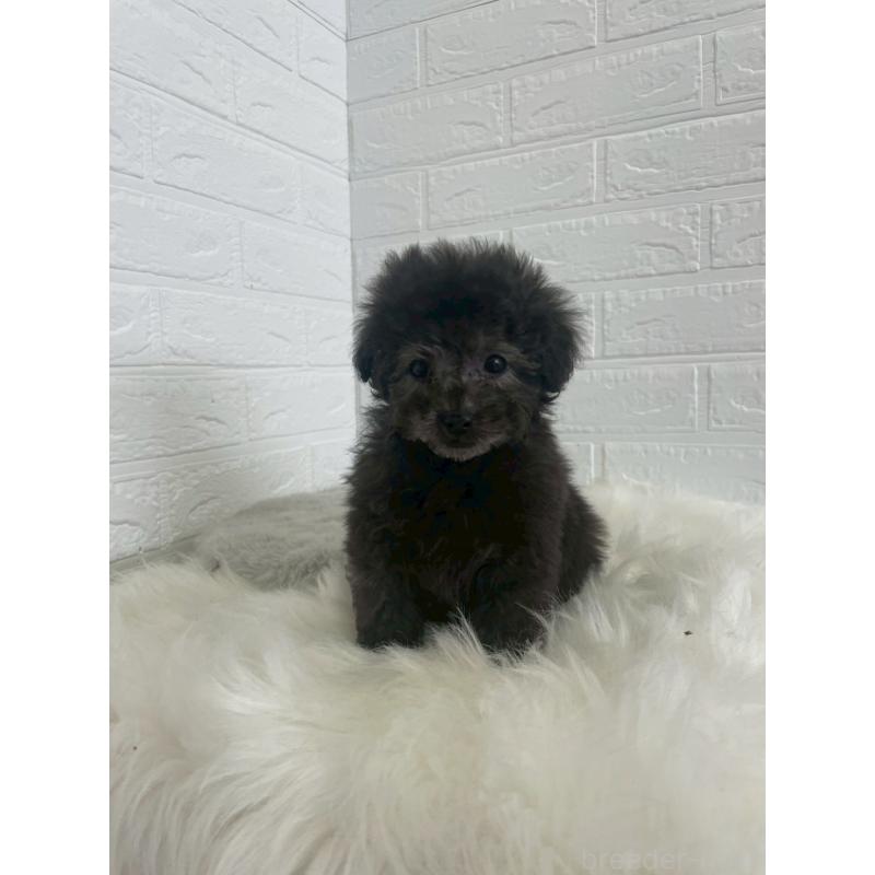 販売中の東京都のタイニープードル-449120の14枚目