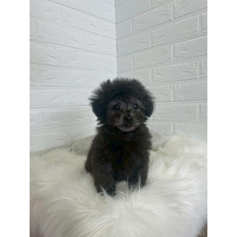 販売中の東京都のタイニープードル-449120の13枚目