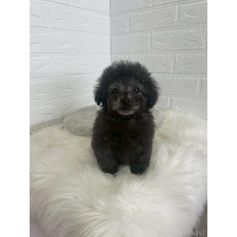 販売中の東京都のタイニープードル-449120の12枚目